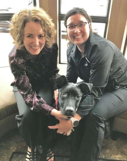 Puppy hit by car in Cedar Rapids is on the mend after hip, head injuries 