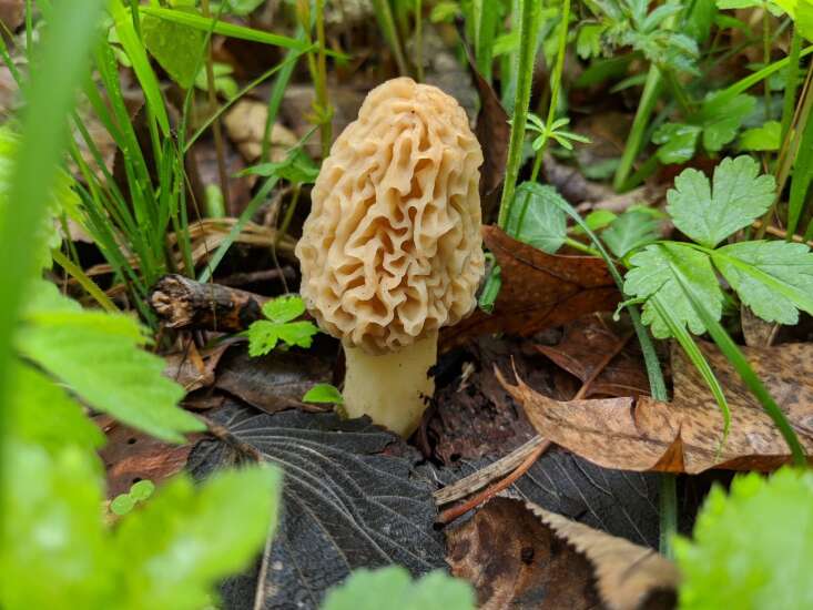 Wild-Harvested Mushroom Certification classes set for spring