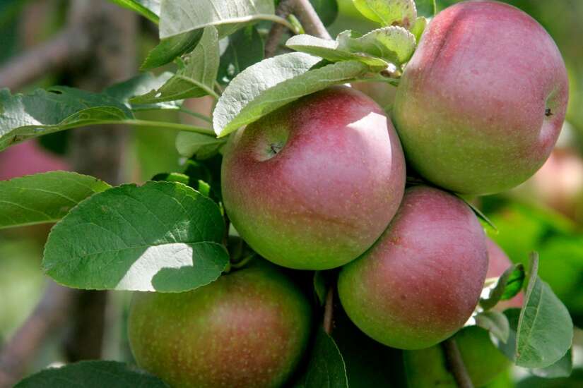 The Iowa Gardener: How to grow your own apples when you don’t have a lot of space