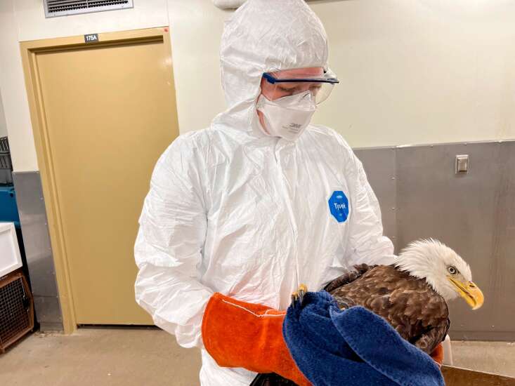 Iowa chicken, turkey farmers on ‘high alert’ for avian flu as fall migration begins