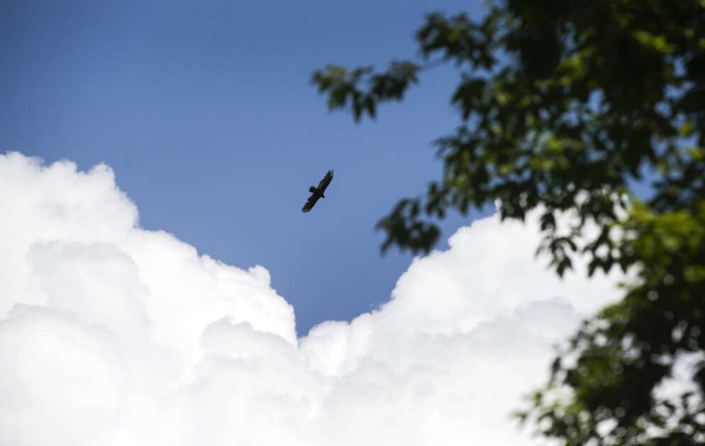 A bald eagle, not yet fully mature, soars above the Upper Iowa River near Bluffton on June 30. (Jim Slosiarek/The Gazette)
