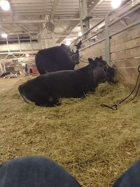 Alter feels perfectly at home in the hay next to her cattle. (Photo Submitted) 