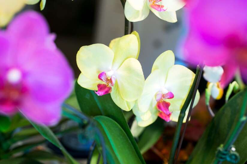 Planting with Pierson: Demystifying the beautiful orchid