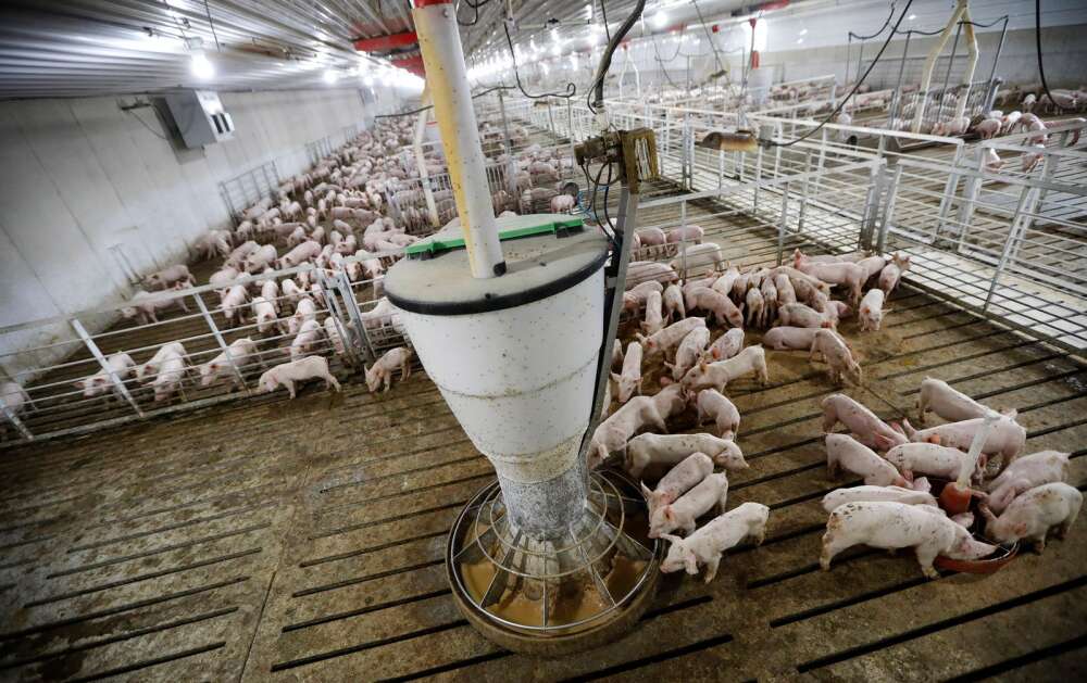 FILE - Hogs feed in a pen in a concentrated animal feeding operation, or CAFO, on the Gary Sovereign farm, in Lawler, Iowa on Oct. 31, 2018. Iowa Republican U.S. Rep. Ashley Hinson plans to reintroduce legislation to overturn California's animal welfare law that mandates more housing space for pigs in order for their pork to be sold in that state. (AP Photo/Charlie Neibergall File)