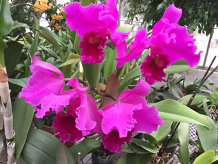 Planting with Pierson: Demystifying the beautiful orchid