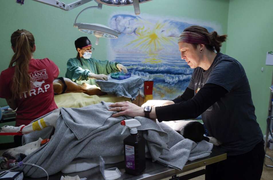 Veterinary technician Shelby Campose (right) cleans a canine patient after surgery while Dr. Jennifer Doll (center) performs a spaying surgery on a dog March 29 at the Iowa Humane Alliance clinic in southwest Cedar Rapids. The alliance works with shelters, rescues and local volunteers to service cats, dogs and rabbits to help with animal overpopulation. (Jim Slosiarek/The Gazette)
