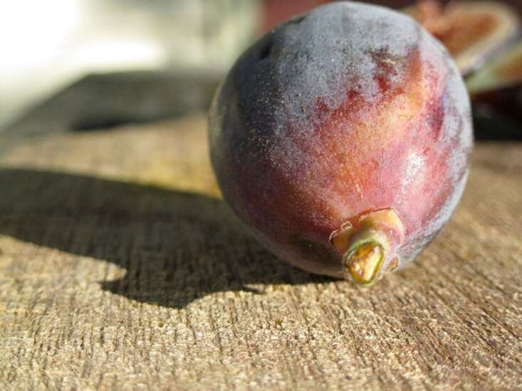 Sweet & Spicy: Fresh figs