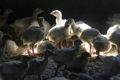 Bird flu’s grisly question: How to kill millions of poultry