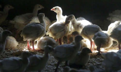 Bird flu's grisly question: How to kill millions of poultry