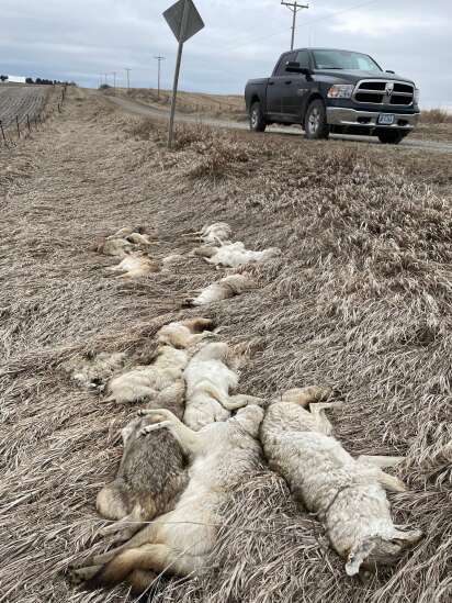 Coyote carcasses dumped in Johnson County