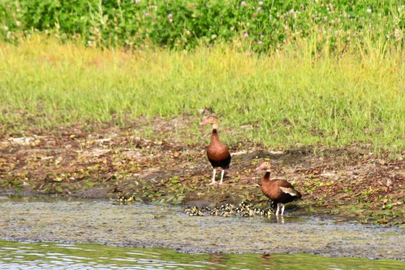 Checking black-bellied whistling ducks off the list