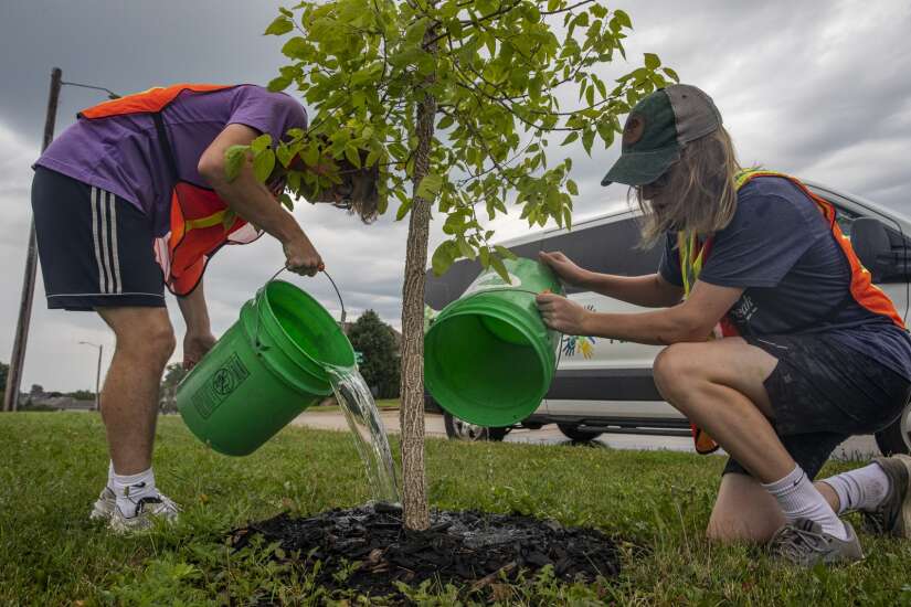 Tree vouchers will help eligible Cedar Rapids residents buy trees to replant after 2020 derecho 