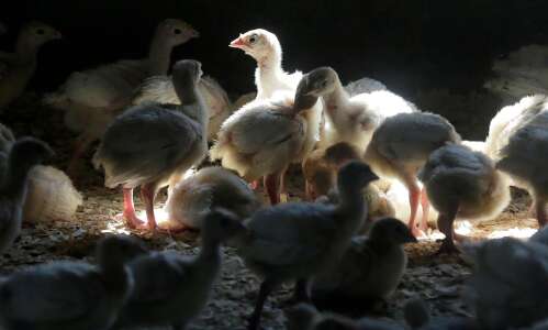 Another case of bird flu in Iowa confirmed after lull