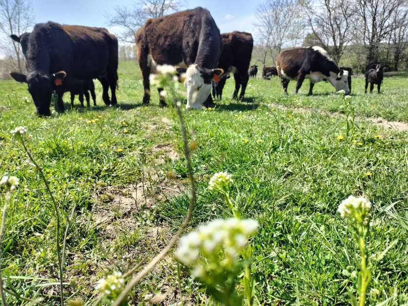 Henry County Cattlemen Association’s President Adam Smith’s heifers graze in his field. (AnnaMarie Ward/The Union)