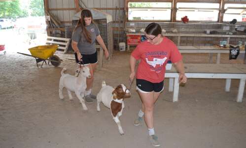 Jefferson County Fair shows off youngsters’ hard work