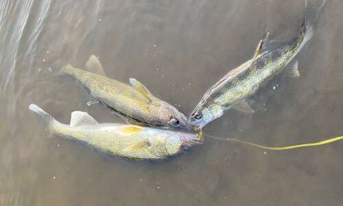 Wildside column: Walleye and bass are on this list