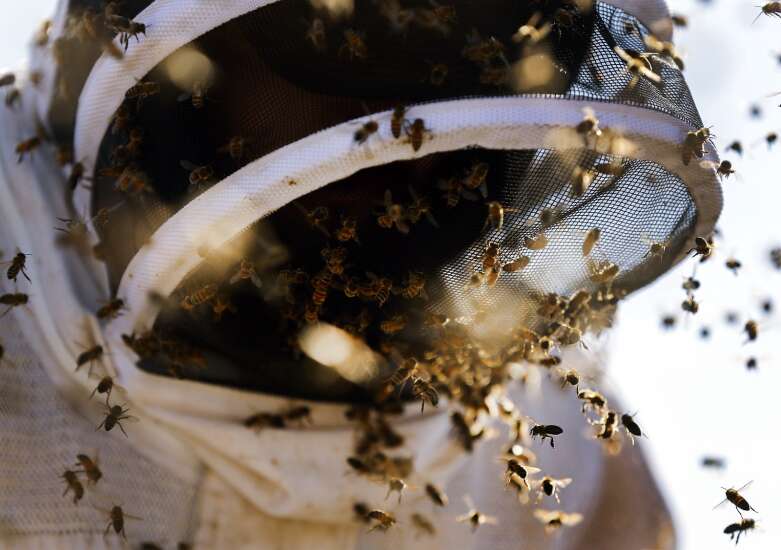 California drought leaves Iowa beekeepers dry