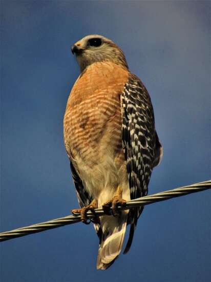 Red-shouldered hawks are on the move