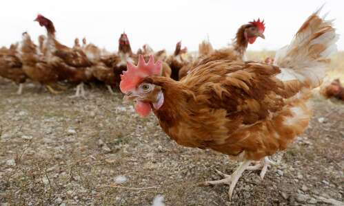 Bird flu drives free-range hens indoors