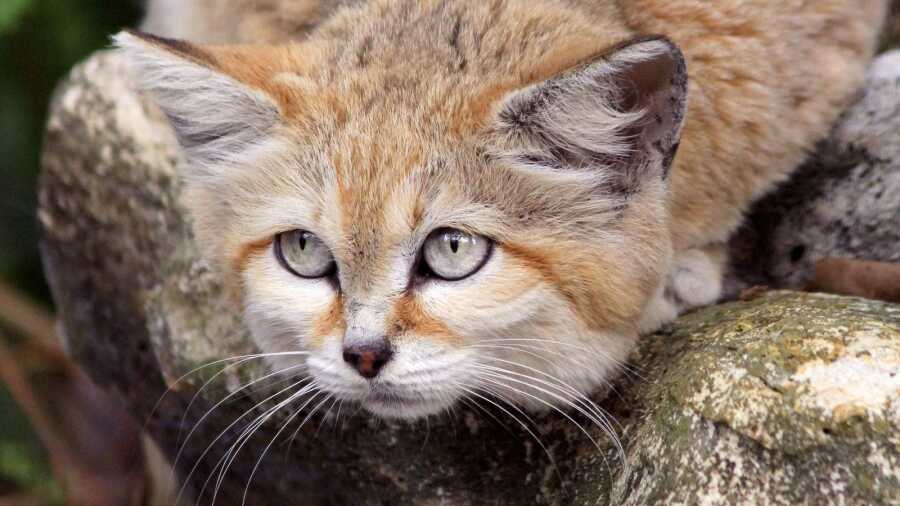 Genie the Sand Cat lounges