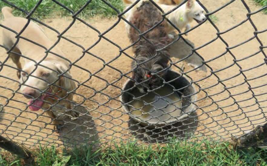 Iowa dog breeder’s ‘shocking cruelty’ leads to license ban