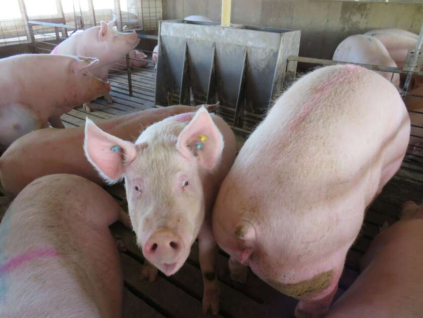 Hogs are pictured on a Washington County, Iowa farm. (Southeast Iowa Union)