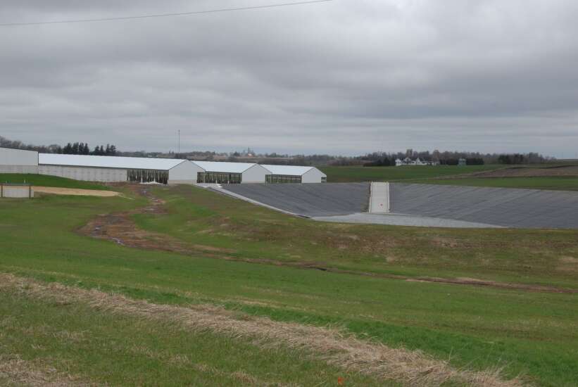 Environmental groups seek stricter rules for large Iowa feedlots