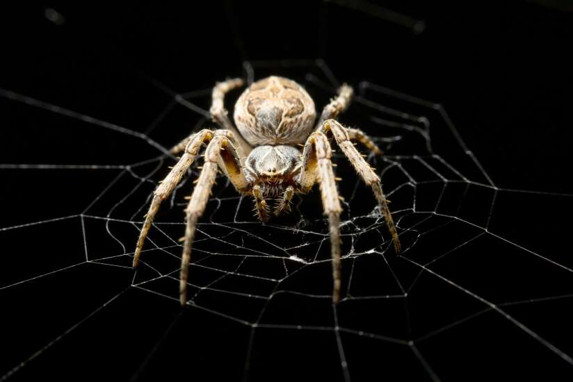 Instead of ears, some spiders use their webs to hear