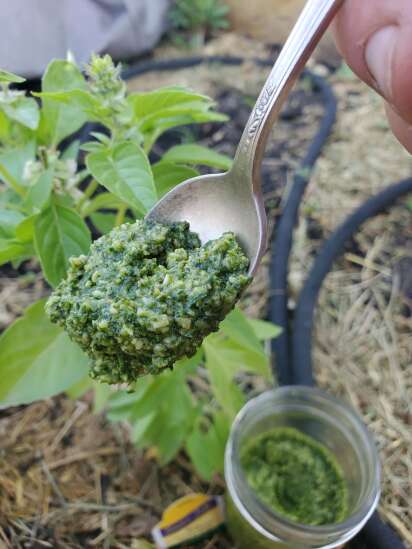 How to make your own pesto with fresh garden herbs