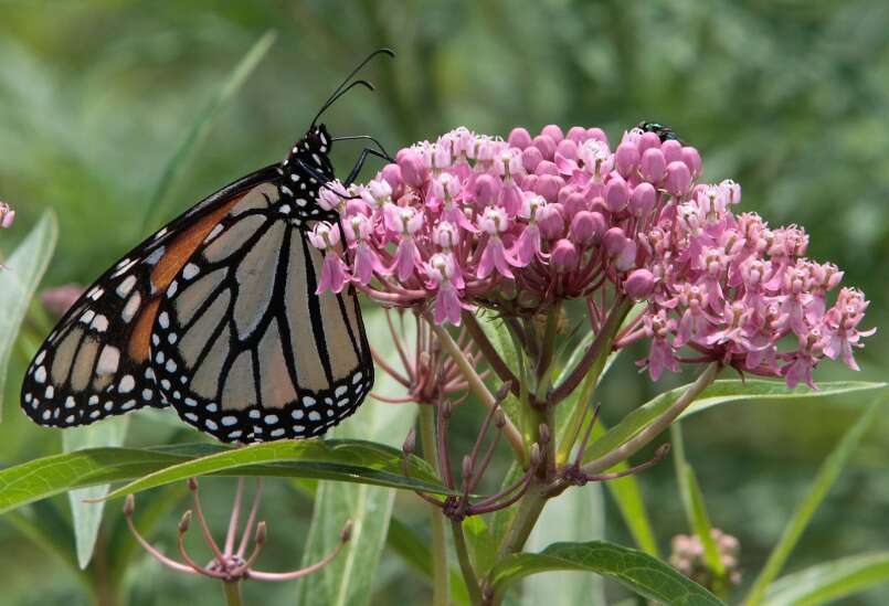 The Iowa Gardener: Plant with monarchs in mind 