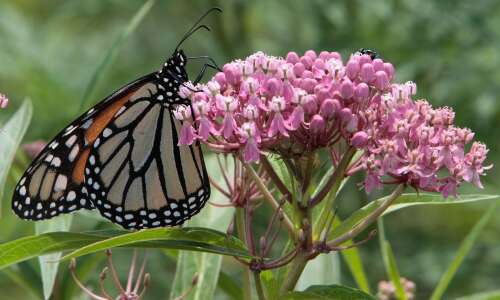 Plant with monarchs in mind