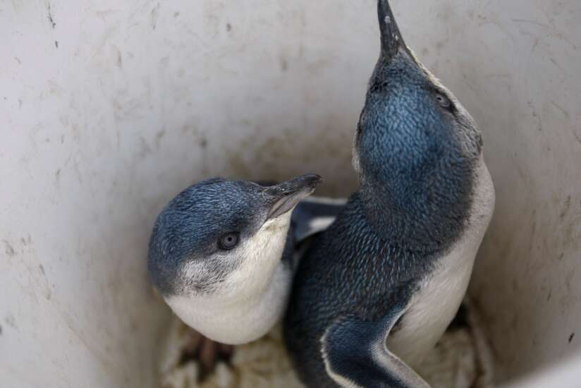 Feathered, fast and fancy: Meet 5 kinds of penguins