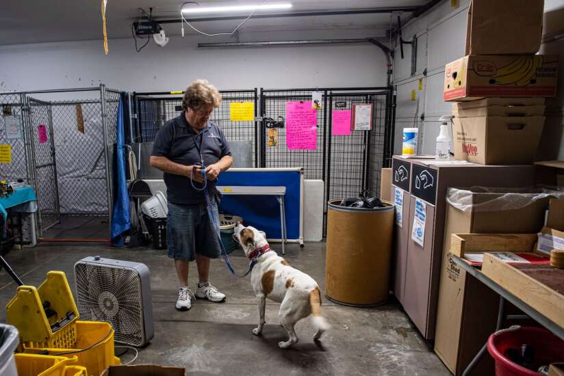 Scarlett, a bulldog mix, has spent three years in Cedar Rapids shelter 