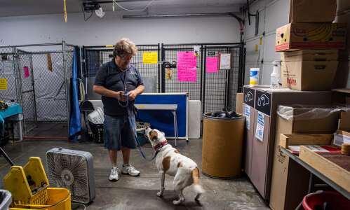 Scarlett, a bulldog mix, has spent three years in C.R. shelter