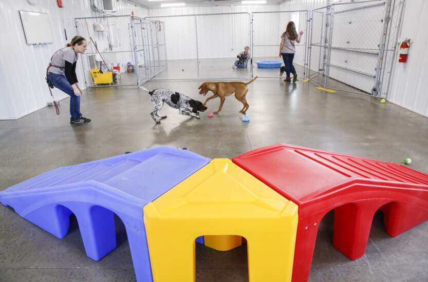 Hia Dog Boarding in Hiawatha offers day care for dogs, with a swimming pool