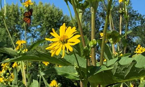 Pollinators welcome! Kirkwood students and staff maintain 210-acre prairie near…