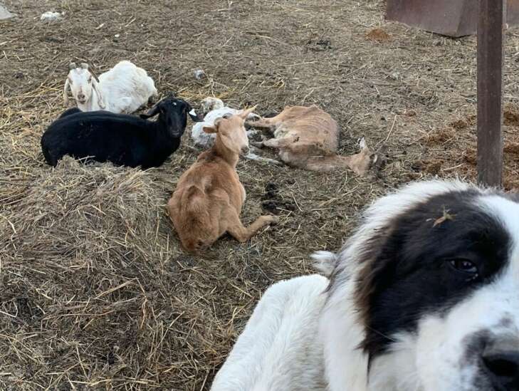 Livestock rescued from Washington County farm