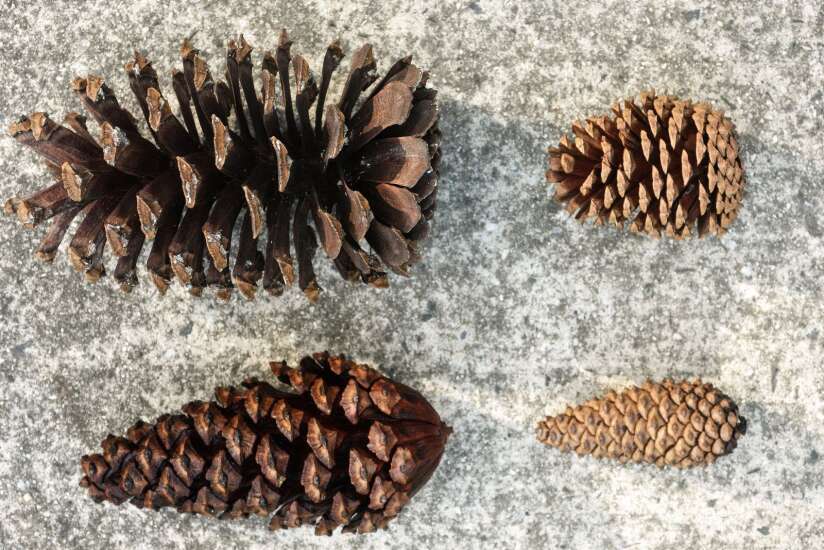 Pine cones aren't just decoration. They're tools trees use to survive.