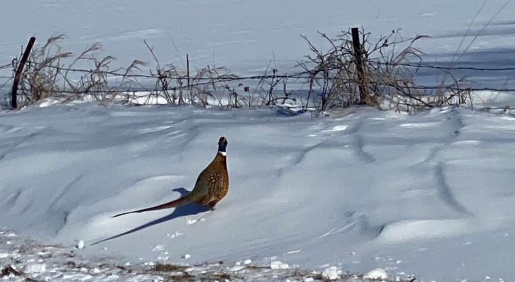 Another pheasant feast on horizon in 2021