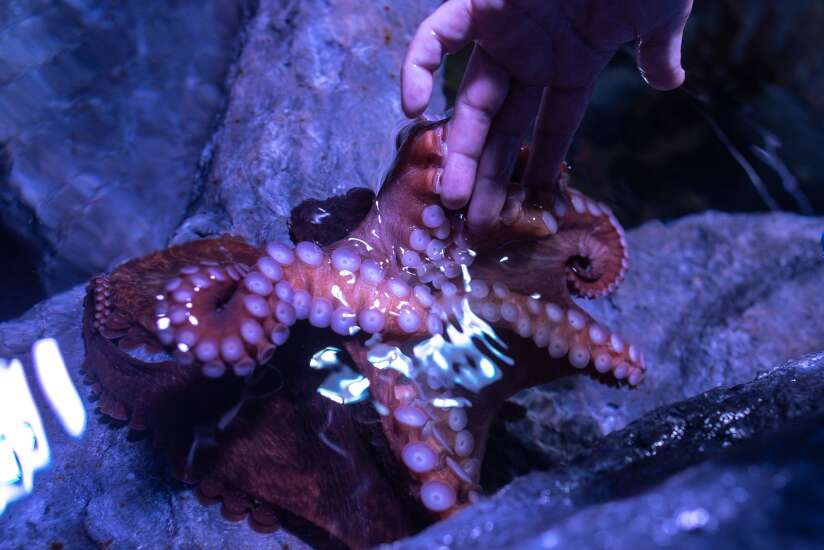 Ocean creatures tell tales in new Dubuque exhibit