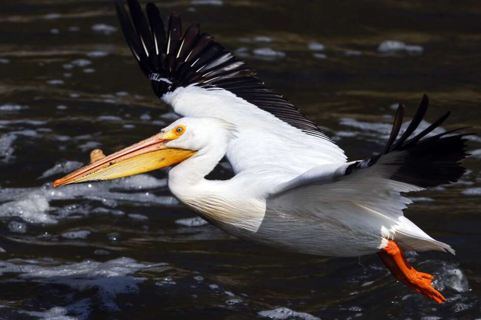 A pelican flies to the headwaters of the spillway as other pelicans jockey for fish, disoriented by tumbling through the water of the Coralville Lake spillway, present an easy meal near the Tailwater West Campground in Iowa City, Iowa, on Tuesday, April 25, 2023. The American white pelicans are making the annual spring migration from their winter grounds in Mexico to summer areas in Canada and Minnesota. The bump grows on both male and female pelicans and is believed be an ornament to attract an ideal breeding partner. It sheds once eggs are laid. (Jim Slosiarek/The Gazette)