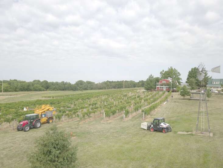 Cedar Valley Winery uses mechanical harvester for first time