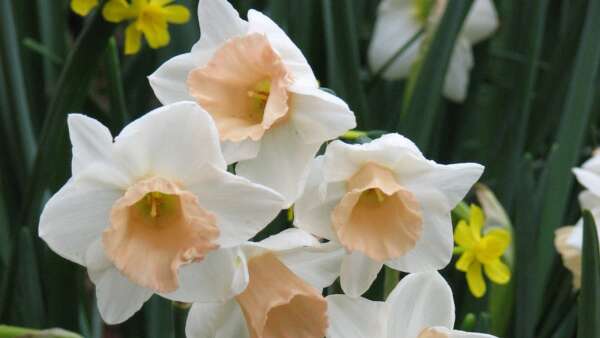 Behold the mighty daffodil: The harbinger of spring