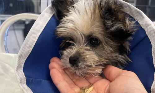 Pennsylvania buyer blames Iowa breeder for puppy who died
