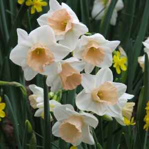 Behold the mighty daffodil: The harbinger of spring