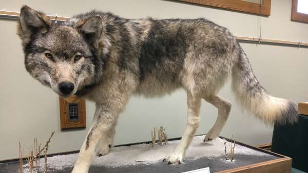Wolf exhibit at Wickiup Hill near Toddville