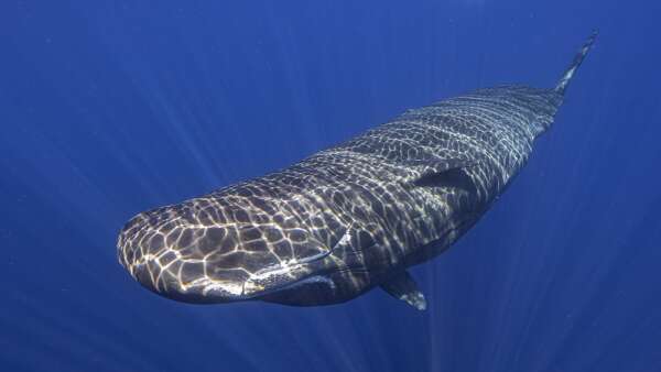 Scientists are learning basics of sperm whale language