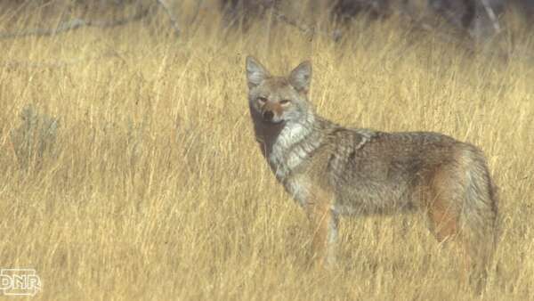 Woman attacked by coyote on UI campus