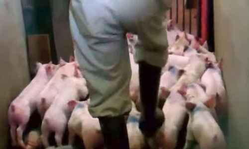 Appeals court upholds pair of Iowa ‘ag gag’ laws