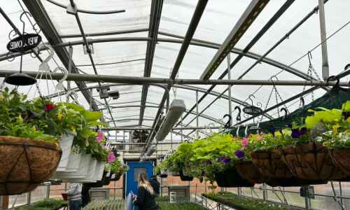 Pekin FFA Greenhouses preparing for Kickoff Sale